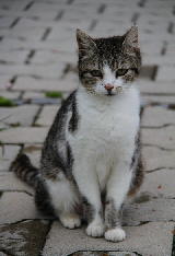 susi