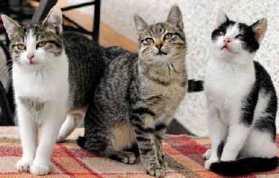 trio